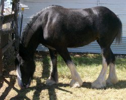 Pferd Ebony Midnight Aurora (Clydesdale, 2007, von Donegal Midnight Lignite)