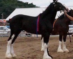 Pferd Ebony Mendozan Malbec (Clydesdale, 2014, von Willishome Lord Gallagher)