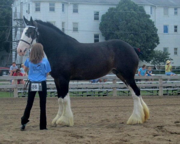 Zuchtstute Ebony Magnificent Leah (Clydesdale, 2007, von Donegal Magnificent)