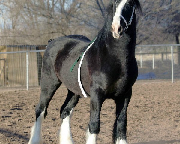 Pferd Ebony Lord Remington (Clydesdale, 2010, von Willishome Lord Gallagher)