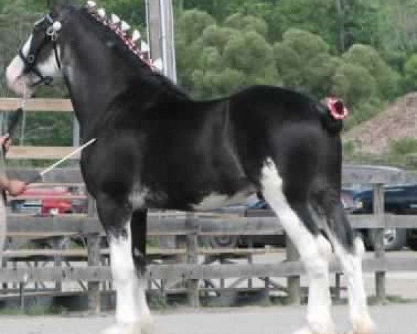 stallion Ebony Lord Lucas (Clydesdale, 2011, from Willishome Lord Gallagher)