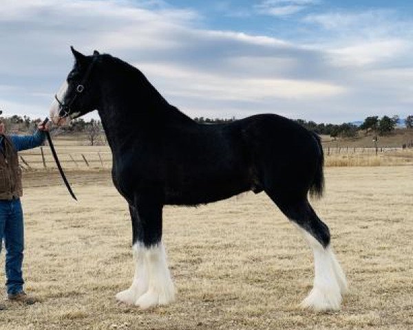 stallion Cey's Grayden (Clydesdale, 2017, from Amethyst Hayden)