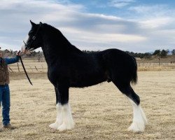 stallion Cey's Grayden (Clydesdale, 2017, from Amethyst Hayden)