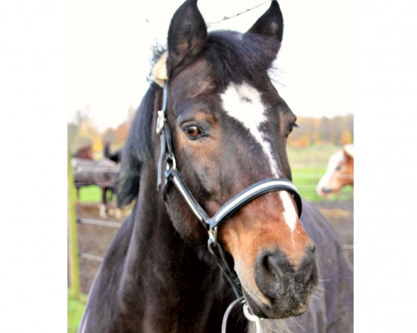 Pferd Santos (Connemara-Pony, 2000, von Sassan S)