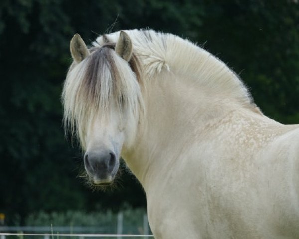 broodmare Bayani (Fjord Horse, 2010, from Brijol)