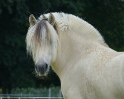 Zuchtstute Bayani (Fjordpferd, 2010, von Brijol)