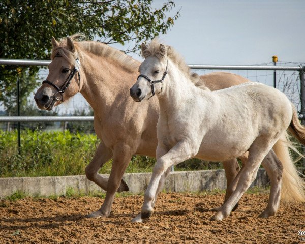 Pferd Fjordor HW (Fjordpferd, 2019, von Finfin N.2601)