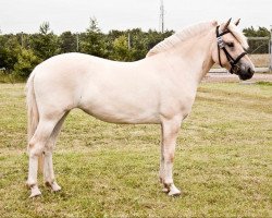 broodmare Julie Højmark (Fjord Horse, 2009, from Glibings Ajs FJH 736)