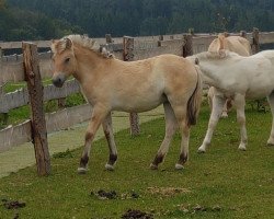 broodmare Ida HW (Fjord Horse, 2019, from Marlon)