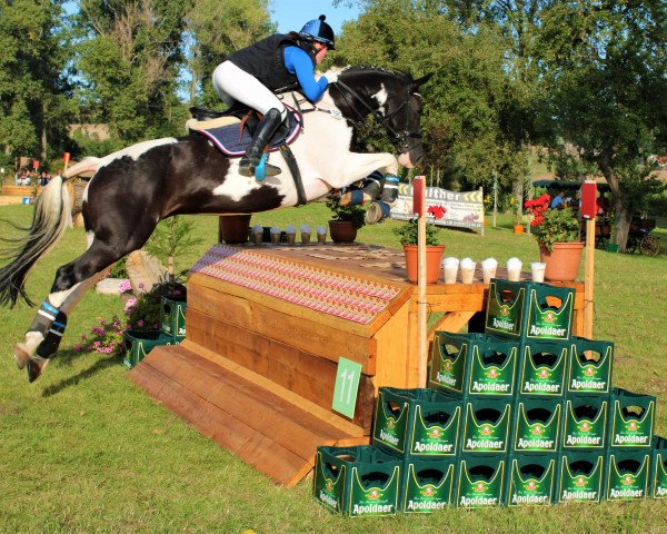 jumper San Franziska (German Sport Horse, 2011, from Samenco II K)