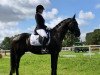 dressage horse Bonjour Pflummi (German Sport Horse, 2015, from Bretton Woods)