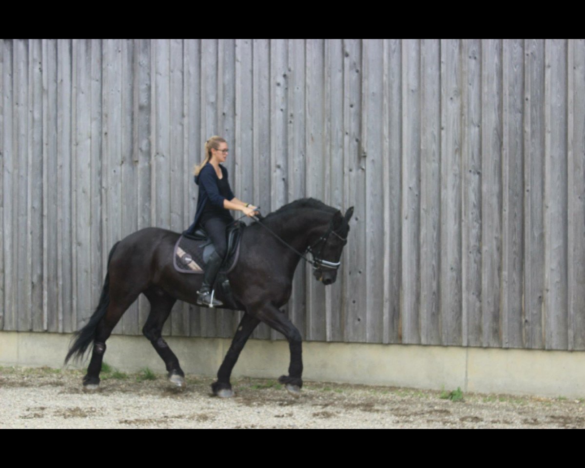 dressage horse König Diego (Friese, 2003)