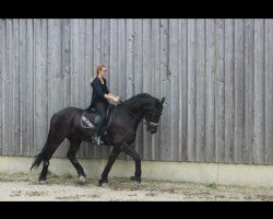 dressage horse König Diego (Friese, 2003)