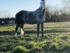 Pferd Flair 232 (Nederlands Rijpaarden en Pony, 2008, von Le Matsjo)