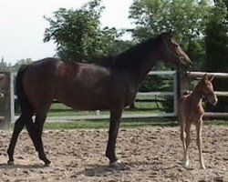 broodmare Saris xx (Thoroughbred, 1997, from Secret'n Classy xx)