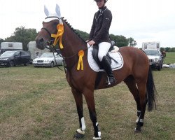 dressage horse Dolle Deern 11 (Hanoverian, 2011, from Dannebrog)