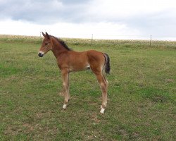 dressage horse Sweet Seventeen (Hanoverian, 2017, from Sweet Hero)