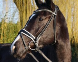 broodmare Ironie V (Oldenburg, 2016, from Kastellan)