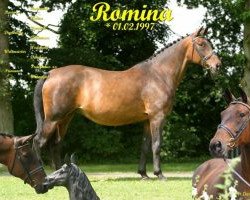 Pferd Romina (Oldenburger, 1998, von Rohdiamant)