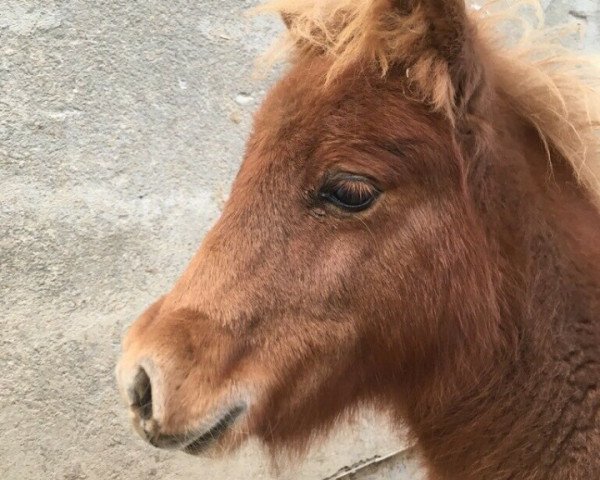 Pferd Flip (Shetland Pony (unter 87 cm),  )