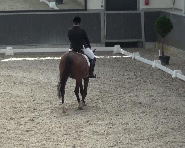 Reitturnier Mönchengladbach-Abtshof 2015