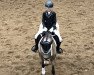 dressage horse Kastanienhof Disneyland (German Riding Pony, 2014, from White Light)