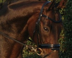 broodmare Daylight 148 (Rhinelander, 2001, from Dream of Heidelberg I)