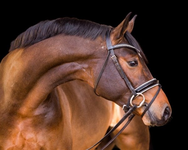stallion Bourbon (Westphalian, 2016, from Baccardi)