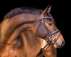 dressage horse Bourbon (Westfale, 2016, from Baccardi)