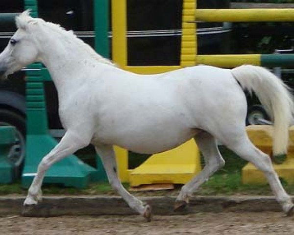 broodmare Lintelo Clair (Welsh-Pony (Section B), 1990, from Coed Coch Adrian)