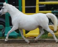 Zuchtstute Lintelo Clair (Welsh Pony (Sek.B), 1990, von Coed Coch Adrian)