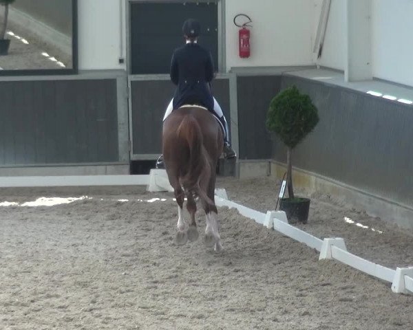 Reitturnier Mönchengladbach-Abtshof 2015