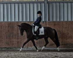 dressage horse Bentley 57 (German Riding Pony, 2006, from Benetton S)