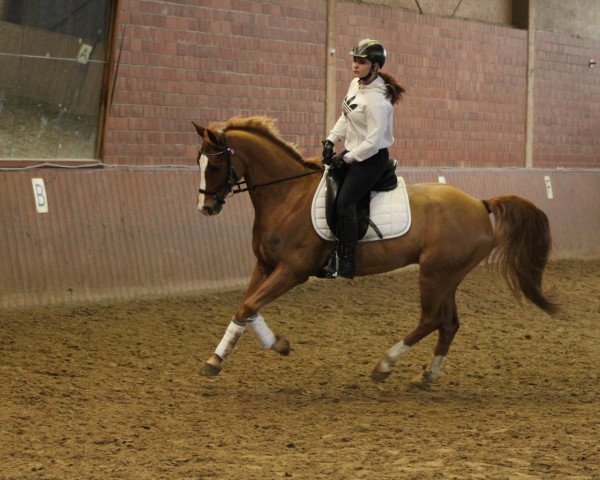jumper Charly. S (German Riding Pony, 2011, from Charivari)