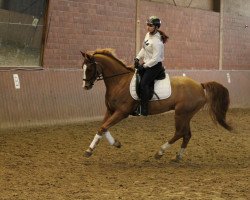 dressage horse Charly. S (German Riding Pony, 2011, from Charivari)