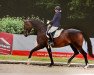 dressage horse Quaterbacks Brownie (German Sport Horse, 2012, from Quaterback)