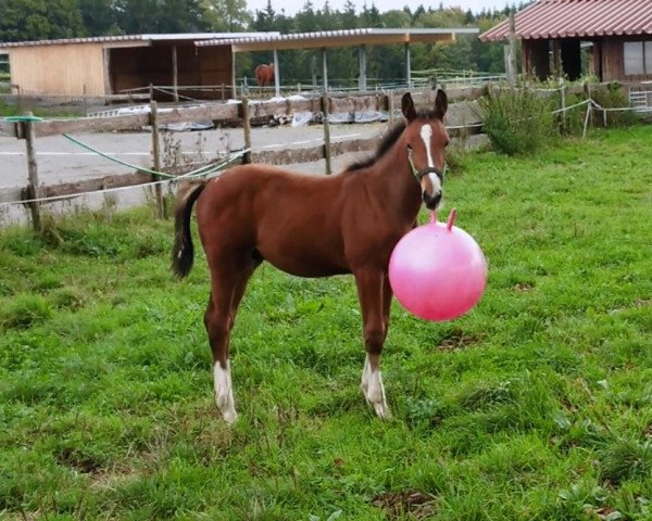 Springpferd Culli cool (Württemberger, 2019, von Cullinan du Borget B)