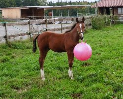 jumper Caillou Brillant (Württemberger, 2019, from Cullinan du Borget B)