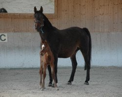 broodmare Santa Helena (Oldenburg show jumper, 2009, from Stakkato)