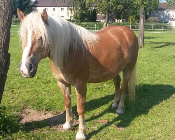 horse Nadine (Haflinger, 1994, from Nico)