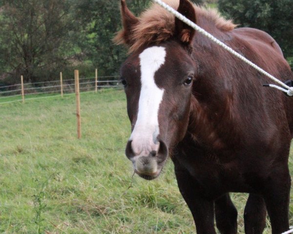 dressage horse Darius von der Ölmühle (Black Forest Horse, 2019, from Domingo)