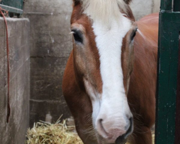 horse Adelheid (Haflinger, 1998, from Alpruf (0,39% ox))