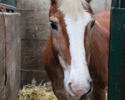 Pferd Adelheid (Haflinger, 1998, von Alpruf (0,39% ox))