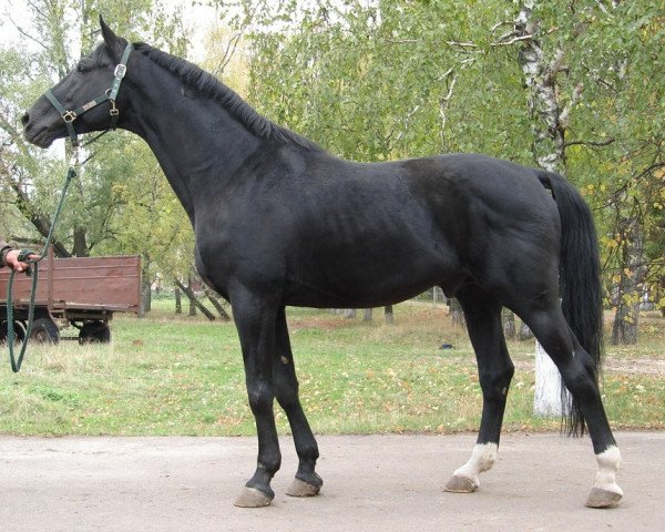 stallion Febo (Russian Trakehner, 1995, from Emiras DS)