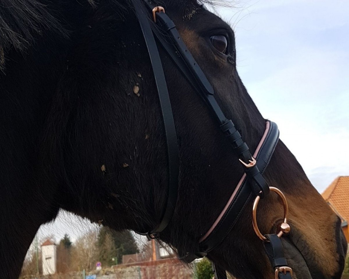 broodmare Sally in Love (Hanoverian, 2002, from Shakespeare in Love)