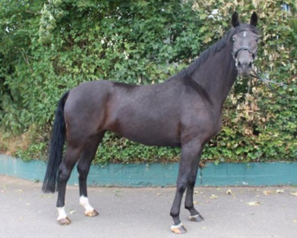 dressage horse Electricity (Westphalian, 2014, from Ehrenpreis)