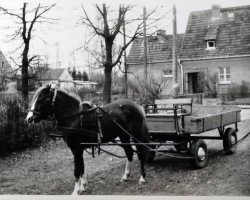 Zuchtstute Farah (Deutsches Reitpony, 1978, von Abdullah ox 2543 Neu.)