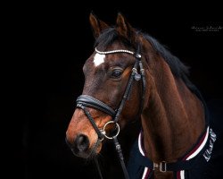 dressage horse Whisky 356 (Württemberger, 1999, from World Man G)