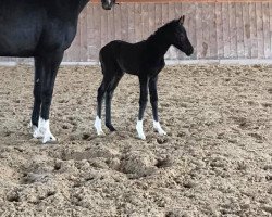 dressage horse Dark Babella (German Sport Horse, 2020, from Bonds)