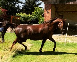 Pferd Rockys Ramón (Deutsches Reitpony, 1998, von Rocky Twist)